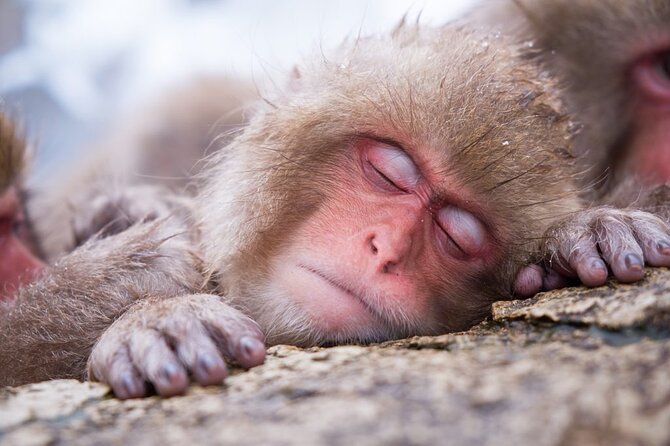 1-Day Snow Monkeys, Zenko-ji Temple & Sake in Nagano - How Zenko-ji and Jigokudani fit together in one 8-hour day