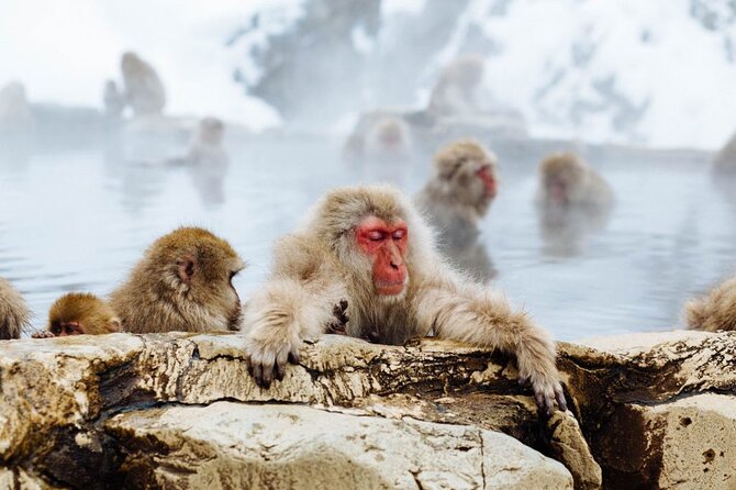 1-Day Snow Monkeys, Zenko-ji Temple & Sake in Nagano - Lunch in Nagano: the warm fuel that makes the snow monkey hike possible