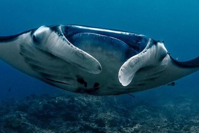 2 Days Discover Scuba Diving in Nusa Lembongan - Scuba Initiation - Key things I’d plan around before you go