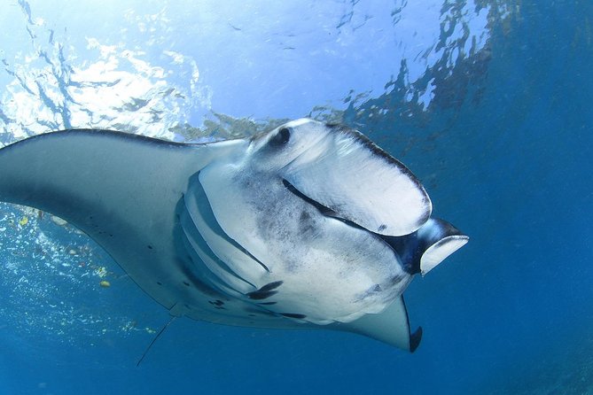 2 Days Discover Scuba Diving in Nusa Lembongan - Scuba Initiation - What this 2-day beginner scuba initiation is really for