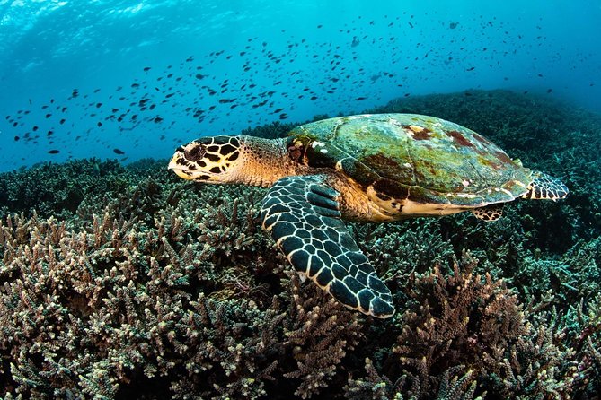 2 Days Discover Scuba Diving in Nusa Lembongan - Scuba Initiation - How the boat ride and island stops shape your day