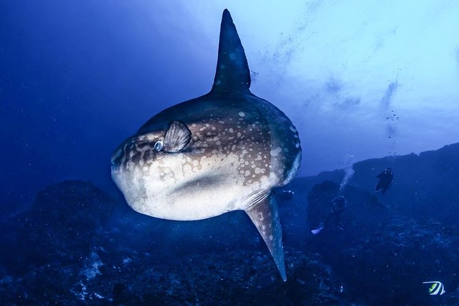 2 Days Discover Scuba Diving in Nusa Lembongan - Scuba Initiation - Marine life and what you can realistically expect to see