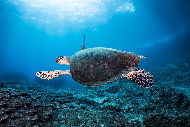 2 Days Discover Scuba Diving in Nusa Lembongan - Scuba Initiation - Price and logistics: how to decide if this course fits your trip