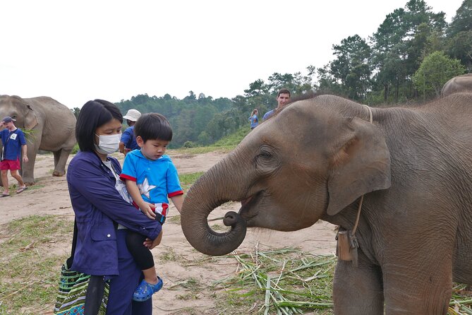 3-in-1: Doi Inthanon Tour, Elephant Sanctuary, and Trekking Trail - Why this 3-in-1 day feels efficient in Chiang Mai