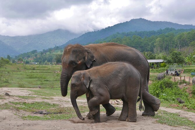 3-in-1: Doi Inthanon Tour, Elephant Sanctuary, and Trekking Trail - Ban Mae Klang Luang: coffee and a hill-tribe village visit