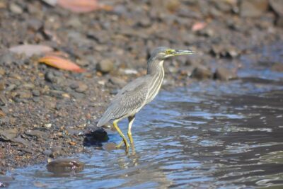 5 Hours Sharing Basis Kilim Mangrove Safari Boat Tour in Langkawi - Kilim Geoforest Park stops: bat cave sights, caves, monkeys, and eagles