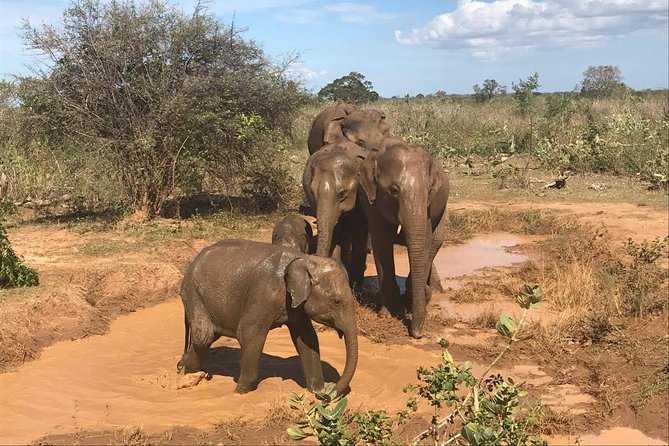 8 Days tour in Sri Lanka with privet driver and accommodations - Private car routing: why this 8-day plan feels easier than DIY