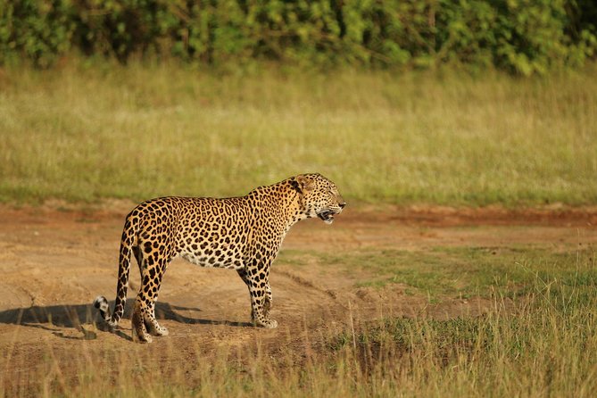 8 Days tour in Sri Lanka with privet driver and accommodations - Day 4: Gregory Lake and Victoria Park, then Ella by train and Little Adam’s Peak