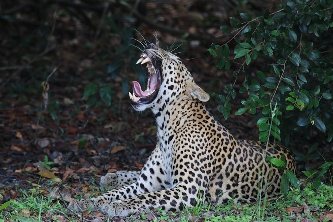 8 Days tour in Sri Lanka with privet driver and accommodations - Day 7: Mirissa whale watching at 6:30, then Parrot Rock and Coconut Tree Hill
