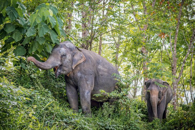 A Morning with the Elephants at Phuket Elephant Sanctuary - Ethical elephant time, not an animal show
