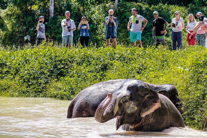 A Morning with the Elephants at Phuket Elephant Sanctuary - Observation Salas and bathing time: what you’ll actually see