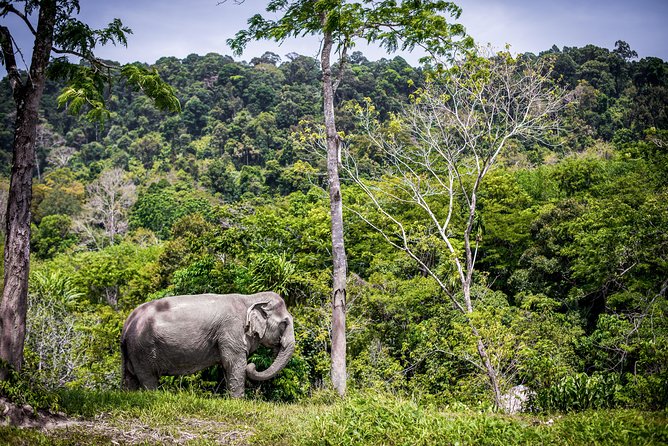 A Morning with the Elephants at Phuket Elephant Sanctuary - Transfers and timing: how the 3.5 hours fits Phuket