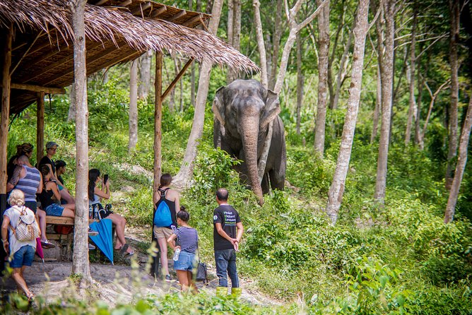 A Morning with the Elephants at Phuket Elephant Sanctuary - Tree Top Lounge: your safety briefing and the why behind the rules
