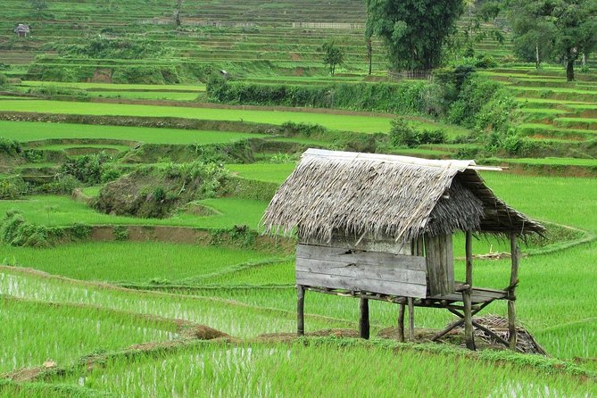 Active Volcano, Rice Field, Hot Spring, Fruit market, Tea Plantation with Lunch - Tea plantation time: history, cultivation, harvesting, and an included tasting