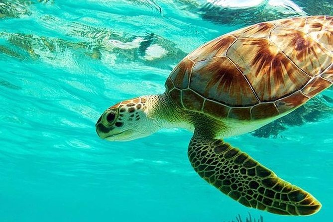 All Inclusive : Bali Blue Lagoon Snorkeling, Lunch, and Transport - Key things that make this Bali snorkeling day work