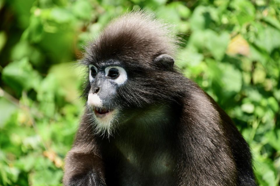 Ang Thong: Marine Park Full-Day Kayaking & Snorkeling Tour - Wildlife and photo moments: what you can hope for