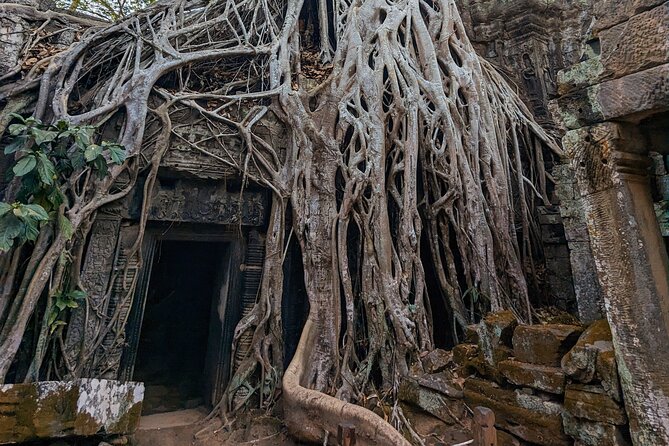 Angkor Wat Private Tuk-Tuk Tour (sunrise Option) & more - Ta Prohm: the nature-reclaims-temples moment and photo strategy