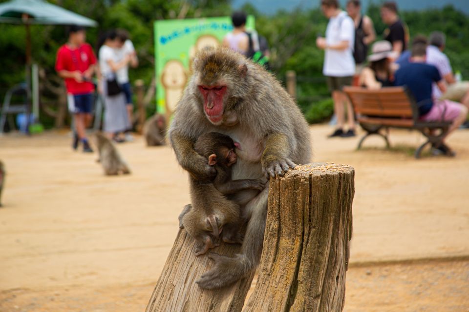 Arashiyama Bamboo, Temple, Monkeys, or Secret Sake Brewery - The bamboo grove: the photo is the easy part