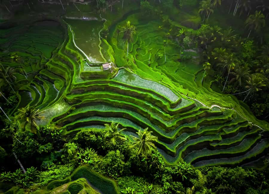 Bali: Customized Private Car Charter with Optional Guide - Who this Bali private car day suits (and who should reconsider)