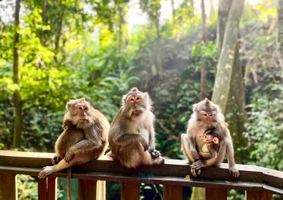 Bali: Customized Private Car Charter with Optional Guide - Guide plus driver: why the best names keep coming up