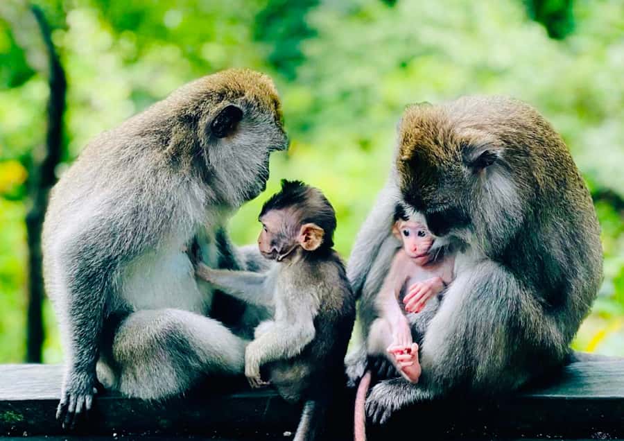 Bali: Customized Private Car Charter with Optional Guide - Timing and Bali traffic: how to make 6–10 hours feel like more