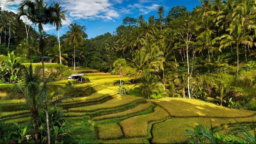 Bali: Private Ubud Highlights Tour with Customized Tour - Your Private Transport and English Driver Setup (What It Gets You)
