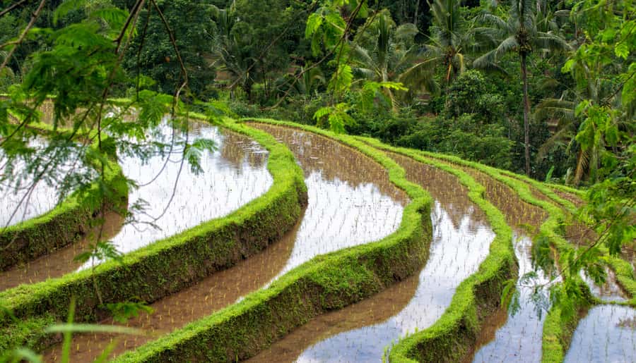Bali: Tanah Lot, Jatiluwih Terrace, & Ulundanu Beratan Tour - Key Points You’ll Care About