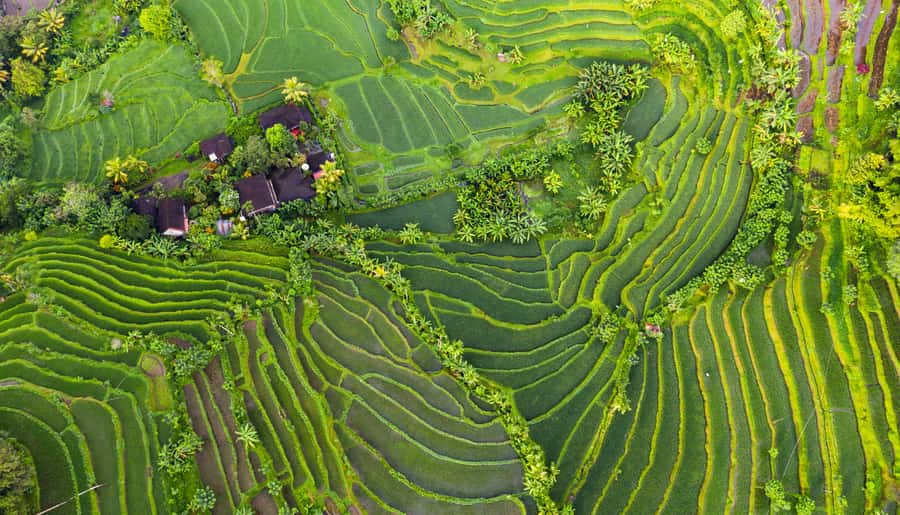 Bali: Tanah Lot, Jatiluwih Terrace, & Ulundanu Beratan Tour - Who This Tour Suits Best (and Who Should Rethink It)