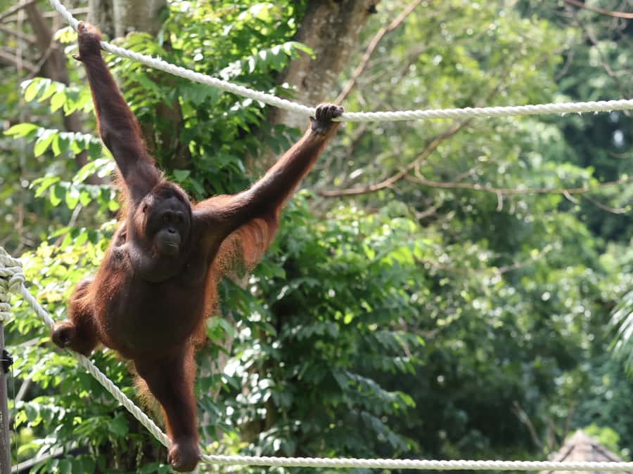 Bali Zoo: Breakfast with the Orangutans - The Late-Morning Zoo Loop: Bird Show and Animal Viewing