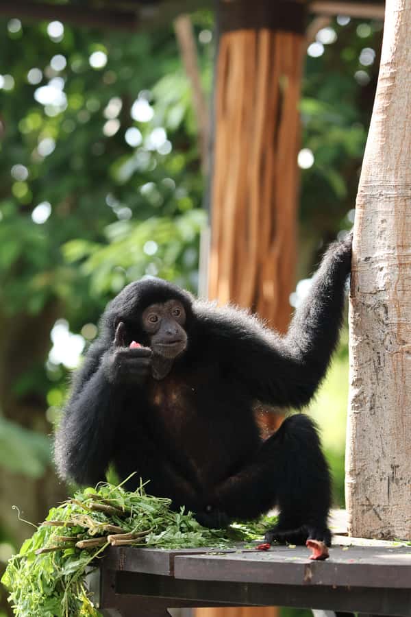 Bali Zoo: Breakfast with the Orangutans - Price and Value: Does It Make Sense for Your Budget?