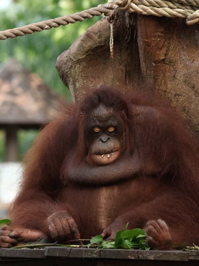 Bali Zoo: Breakfast with the Orangutans - Photo Packages: How to Avoid Sticker Shock