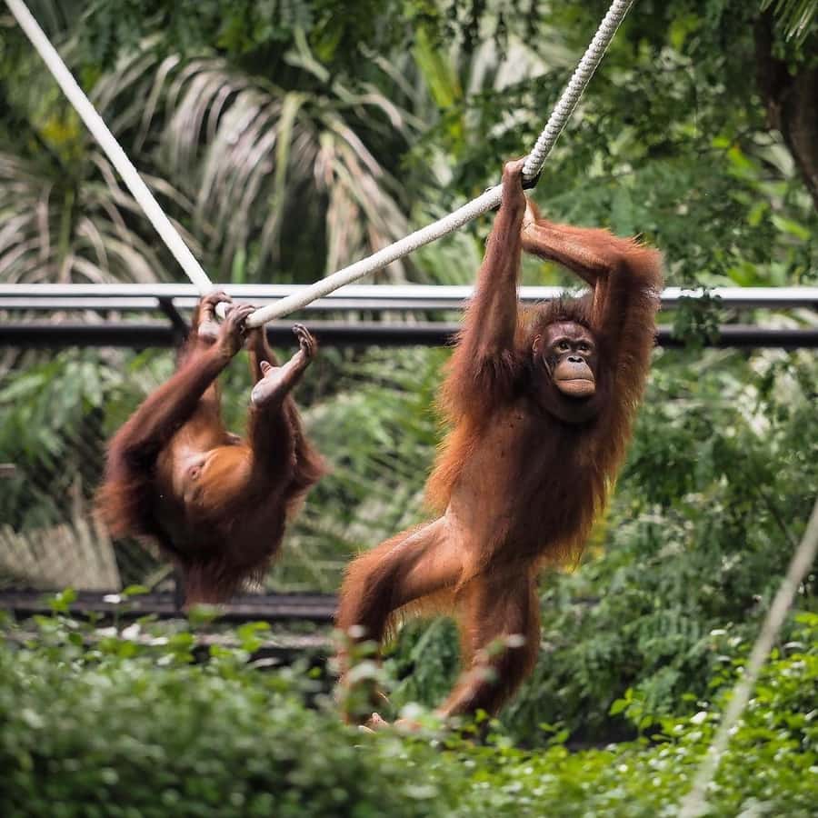 Bali Zoo: Guided Breakfast With Observing Orangutans - Orangutan Breakfast: Guided Viewing, Photo Reality, and Etiquette