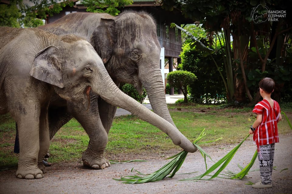 Bangkok: Ethical Elephant Care Half-Day with Transfers - Should you book Bangkok Elephant Park with transfers?