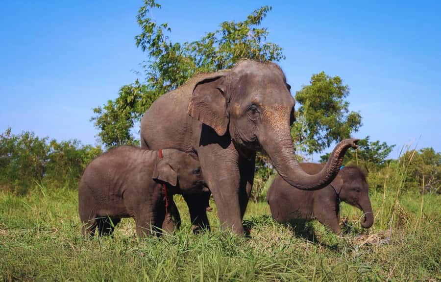 Bangkok Highlights: Ethical Elephant Care and Buffet Lunch - Key Highlights You’ll Care About