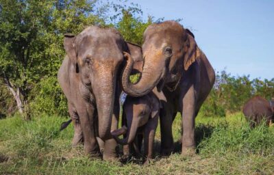 Bangkok Highlights: Ethical Elephant Care and Buffet Lunch - Getting There: Timing and Road Reality From Bangkok