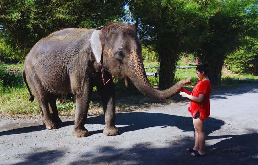 Bangkok Highlights: Ethical Elephant Care and Buffet Lunch - Your First Hands-On Moment: Preparing Snacks and Feeding