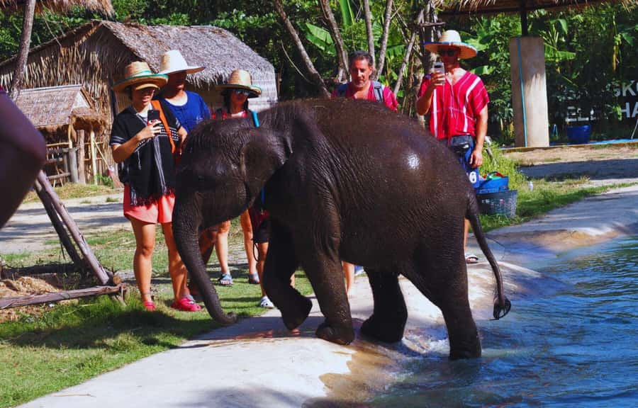 Bangkok Highlights: Ethical Elephant Care and Buffet Lunch - Learning Elephant Behavior and Why Sanctuaries Matter