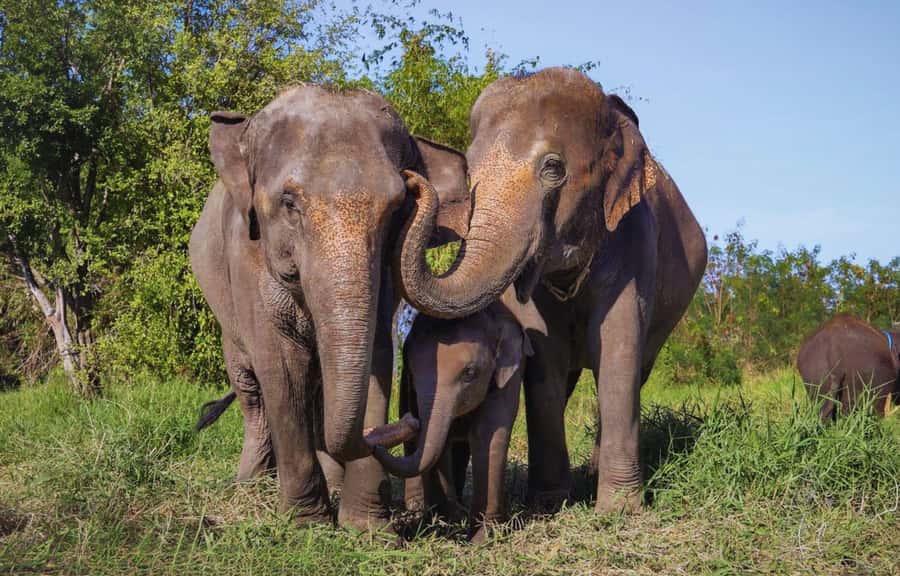 Bangkok Highlights: Ethical Elephant Care and Buffet Lunch - Getting There: Timing and Road Reality From Bangkok