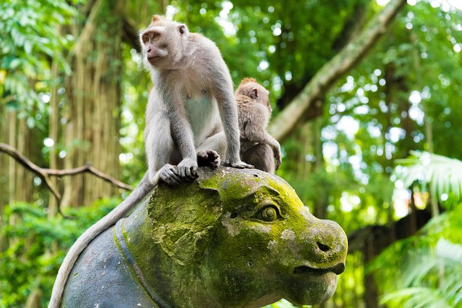 Best of Ubud Attractions: Private All-Inclusive Tour - Sacred Monkey Forest: the fun part needs rules