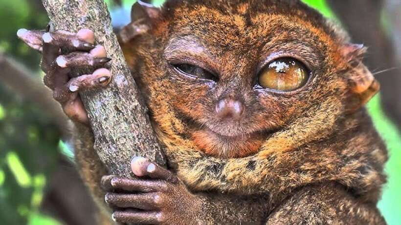 Bohol: Premium Chocolate Hills, Tarsiers & River Experience - Key Things I’d Mark Up in Your Itinerary