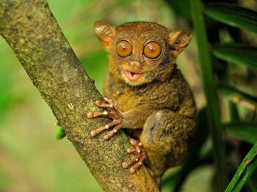 Bohol: Premium Chocolate Hills, Tarsiers & River Experience - Tarsier Conservation Area: Tiny Primates, Quiet Rules, Better Explanations