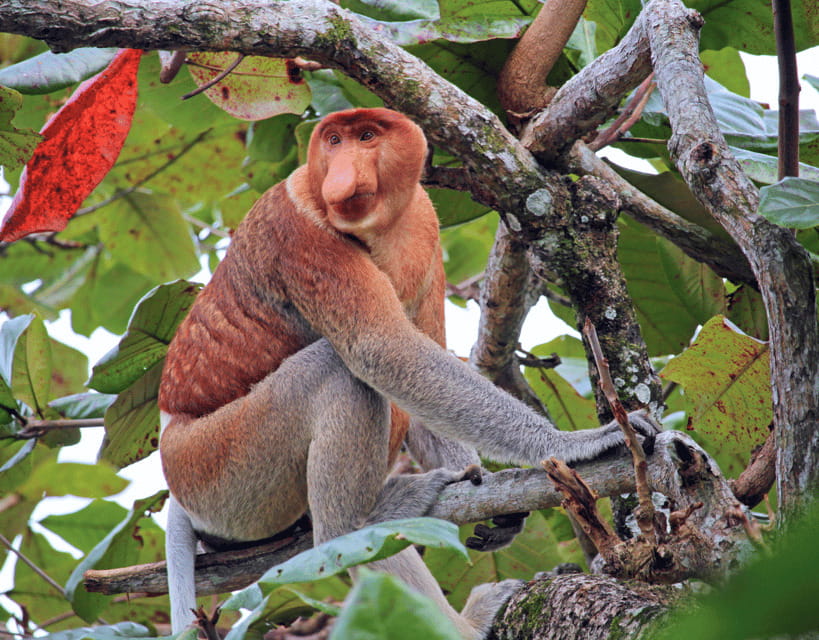 Bongawan River Cruise: Proboscis Monkey & Fireflies Mangrove - Fireflies along the riverbanks: the night show that steals the day