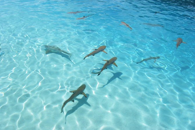 Bora Bora Eco Snorkel Cruise Including Snorkeling with Sharks and Stingrays - Along the way: what animals you might spot (and why it varies)