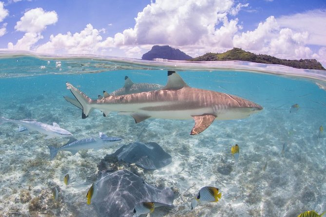 Bora Bora Eco Snorkel Cruise Including Snorkeling with Sharks and Stingrays - Equipment, what you should bring, and how to prep