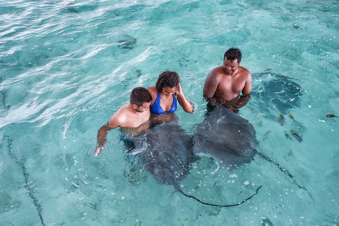 Bora Bora Eco Snorkel Cruise Including Snorkeling with Sharks and Stingrays - Price and value: is $118.37 a good deal?