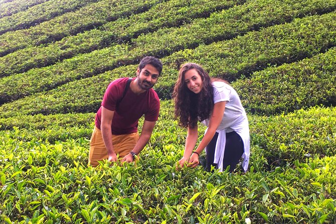 Cameron Highland Best Day Tour from Ipoh with Lunch ( Day Trip) - The long mountain drive: how to handle curves and crowds