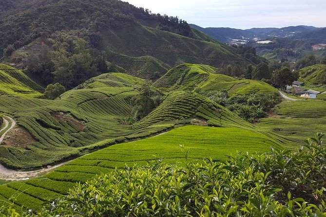 Cameron Highlands with Lunch Guided Day Tour (SIC/Shared Tour) - Key things to know before you go