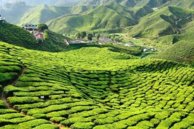 Cameron Highlands with Lunch Guided Day Tour (SIC/Shared Tour) - The tea plantation + tea house combo in Cameron Valley