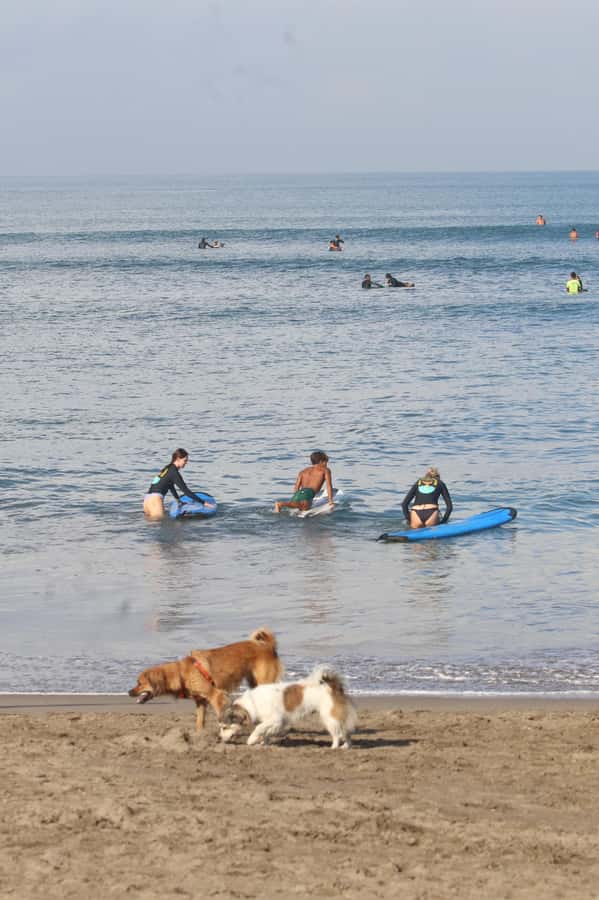 Canggu: 2-Hour Surf Course - Safety, Lifeguards, and the Gear You Don’t Have to Hunt Down