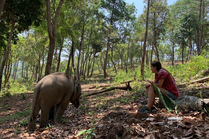 Care Pride Elephants: Full-Day Tour Experience - Key points worth planning for